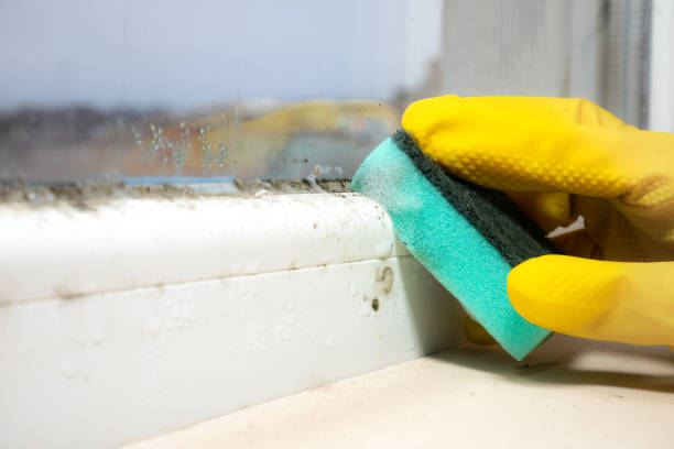 Professional Mold Remediation in Glen Burnie, MD
